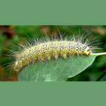 Trichopisthia monteiroi larva